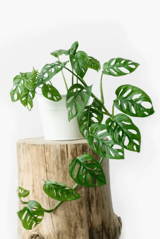 Monstera Adansonii