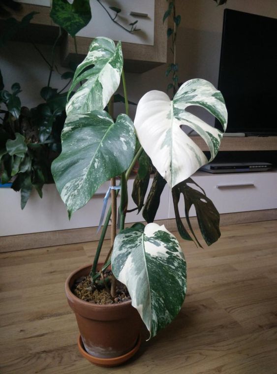 Monstera Albo