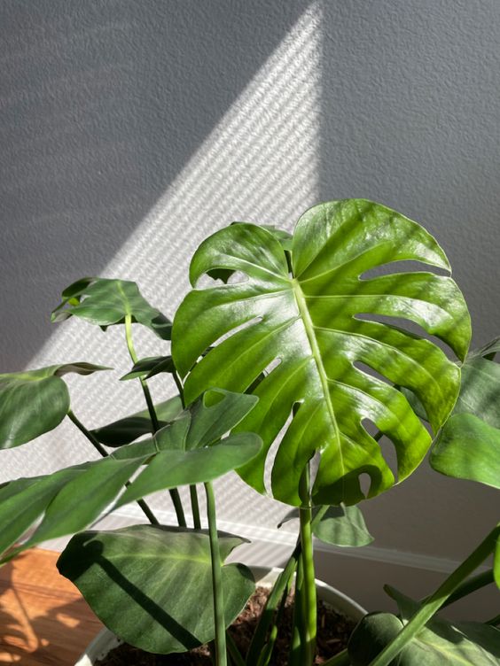 Monstera Deliciosa