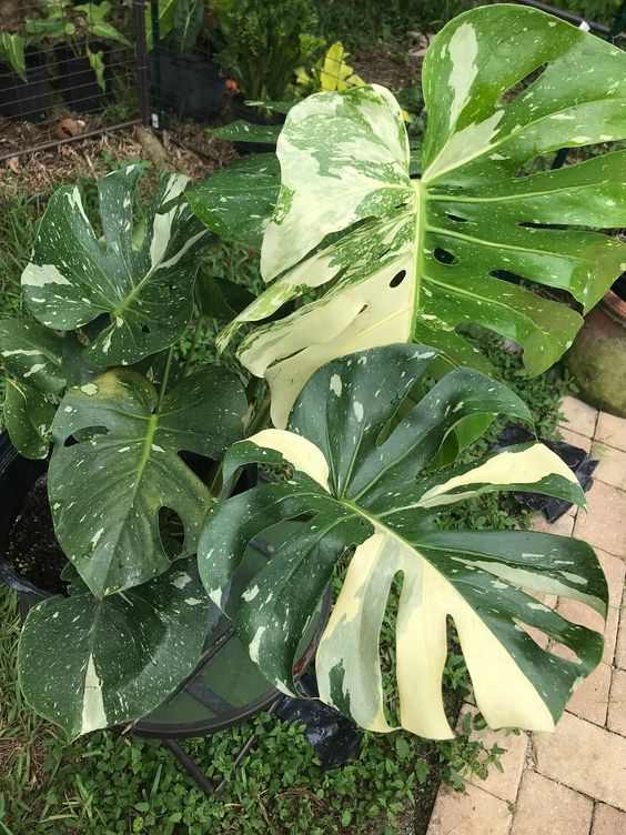 Monstera Thai Constellation