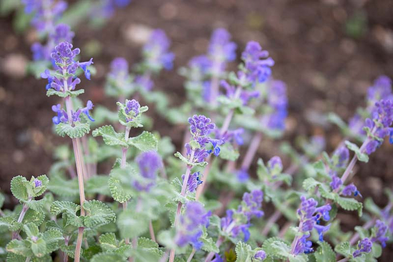 cây bạc hà catmint