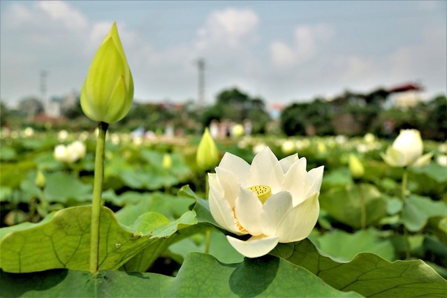 hoa sen trắng