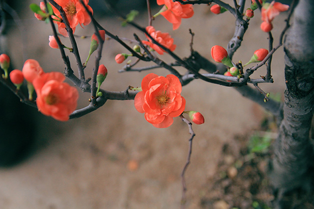 cây mai đỏ tết