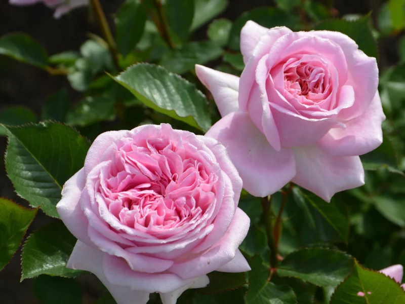 hoa hồng Mary Rose