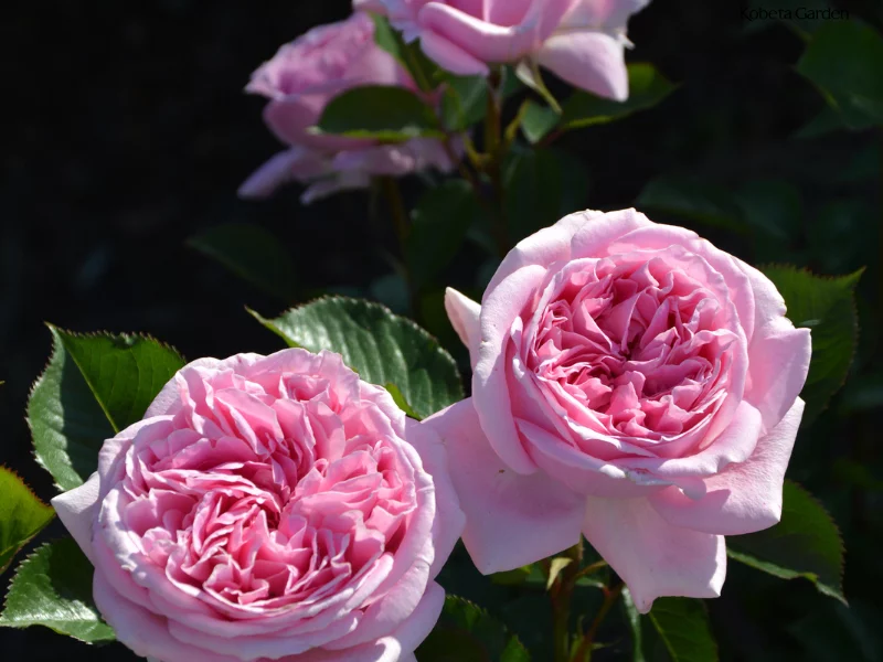 hoa hồng Mary Rose