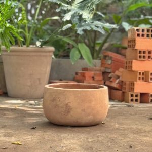 Hạt dẻ lùn, D22xC13 cm
