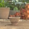 Bắp cải lùn, D32xC19 cm